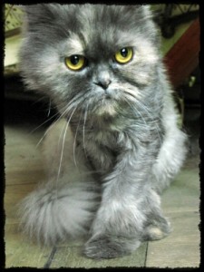 Wydarzenia grudniowe
