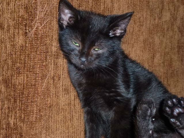 Co u Pirata i Diabliczki?