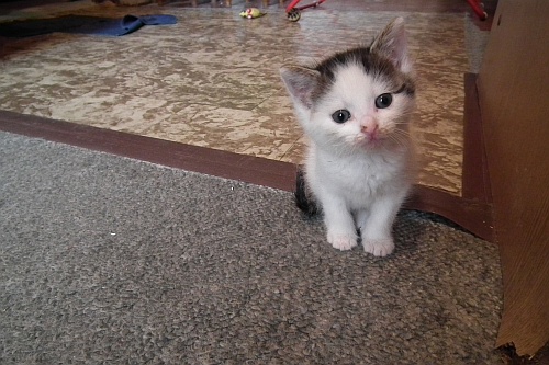 Adopcje, adopcje...