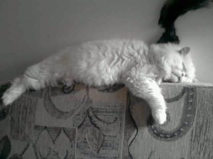 Adopcje, adopcje...