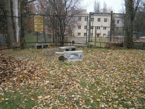 Sterylizacje kotów z przychodni na Spornej