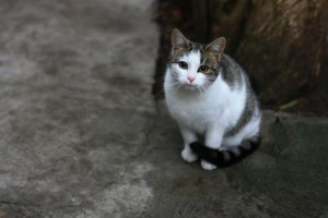 Koty pani Zofii. Czy unikną schroniska? Mało czasu!..