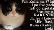 Koty pani Zofii. Czy unikną schroniska? Mało czasu!..