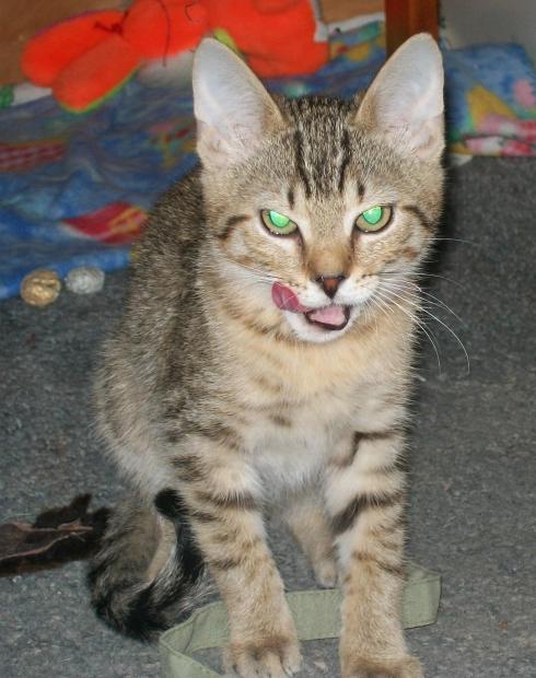Adoptusie. Funia i Hana – bure siostrzyczki