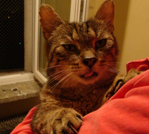 Adoptusie. Gucio w swoim domu.