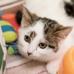 Landrynka – już adoptowana, zostaje w DT :)