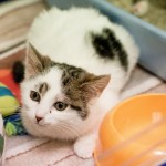 Landrynka – już adoptowana, zostaje w DT :)