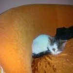 Landrynka – już adoptowana, zostaje w DT :)
