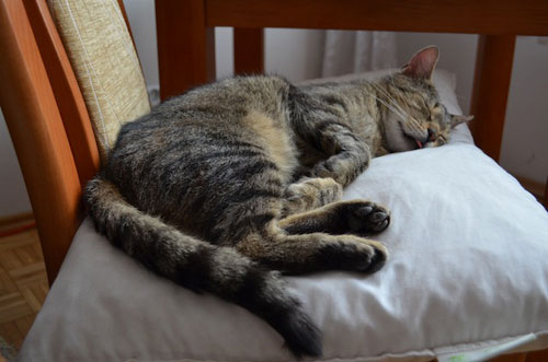 Adoptusie. Nikuś - już w domu!