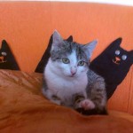 Basia 2