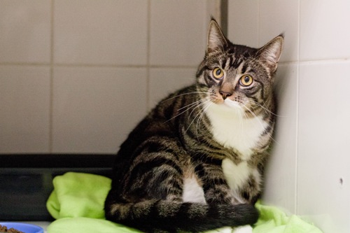 Adoptusie. Maksiu – juz w domu:)