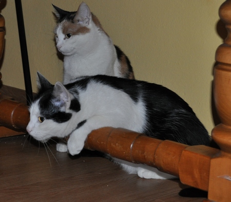 Adoptusie. Kita i Elvis - już w domu.