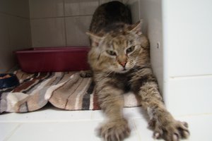 Nerkowy Dyzio zwany Torcikiem - został we Wrocławiu na stałe :)