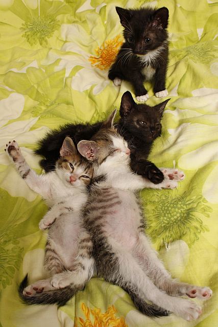 Adoptusie. 8 tyg kocurki do wyboru, do koloru szukają domów