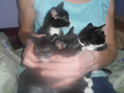 Adoptusie. 4 urocze kociaki szukają domów!
