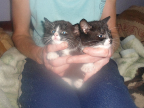 Adoptusie. 4 urocze kociaki szukają domów!