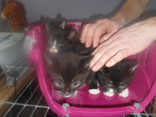 Adoptusie. 4 urocze kociaki szukają domów!