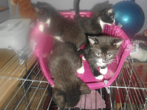 Adoptusie. 4 urocze kociaki szukają domów!