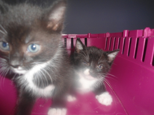 Adoptusie. 4 urocze kociaki szukają domów!