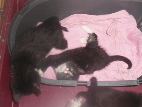 Adoptusie. 4 urocze kociaki szukają domów!