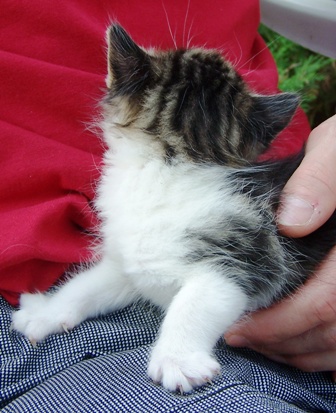 Adoptusie. Kruszynek - już w domu :)