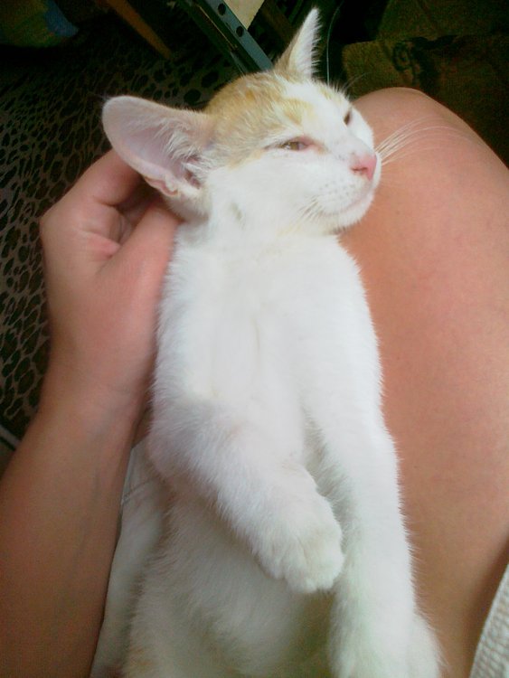 Adoptusie. Biało-rudy Filimer - kocia łagodność - zostaje na stałe w dt :)