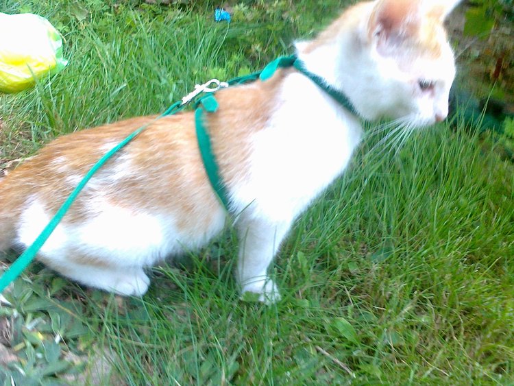 Adoptusie. Biało-rudy Filimer - kocia łagodność - zostaje na stałe w dt :)