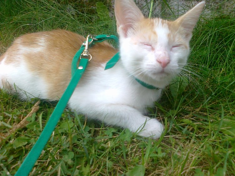Adoptusie. Biało-rudy Filimer - kocia łagodność - zostaje na stałe w dt :)