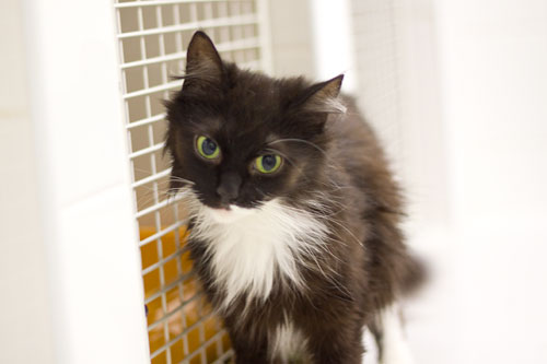 Adoptusie. Frania długowłosa kocia księżniczka już w domu :)
