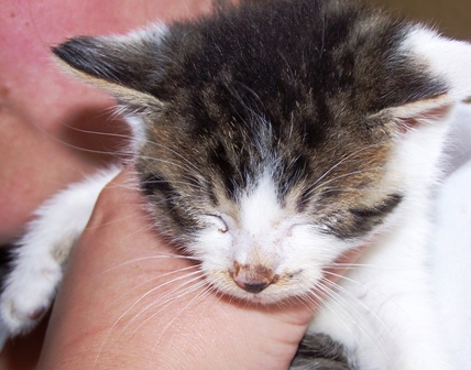 Adoptusie. Osierocone kociaki działkowe - Smolinos już w domu :)