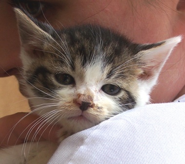 Adoptusie. Osierocone kociaki działkowe - Smolinos już w domu :)