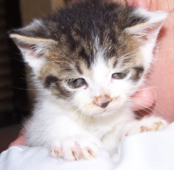 Adoptusie. Osierocone kociaki działkowe - Smolinos już w domu :)