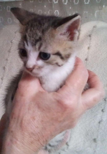 Adoptusie. Adela i Leon już w domu