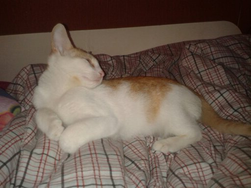 Adoptusie. Biało-rudy Filimer - kocia łagodność - zostaje na stałe w dt :)