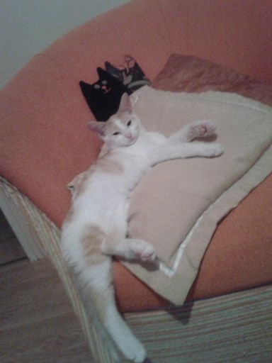 Adoptusie. Biało-rudy Filimer - kocia łagodność - zostaje na stałe w dt :)