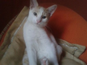 Filuś