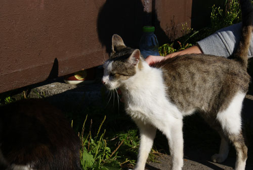Adoptusie. Fiona i spółka