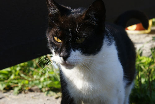 Adoptusie. Fiona i spółka