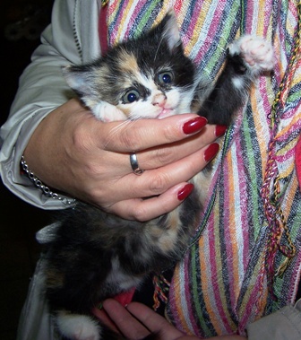 Adoptusie. Malutka tricolorka - już w domu :)