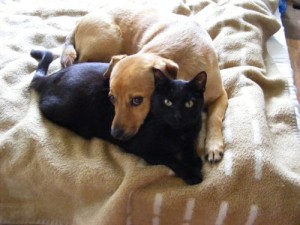 Czytelnia. Jak pies z kotem