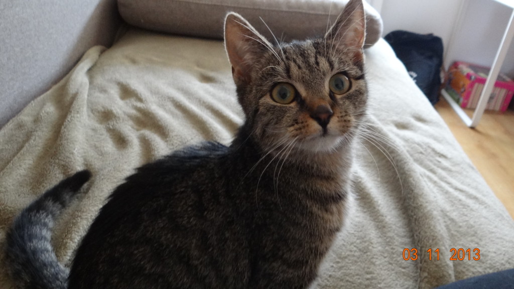 Adoptusie. Kasia - bury tygrysek - już w wymarzonym domu :)