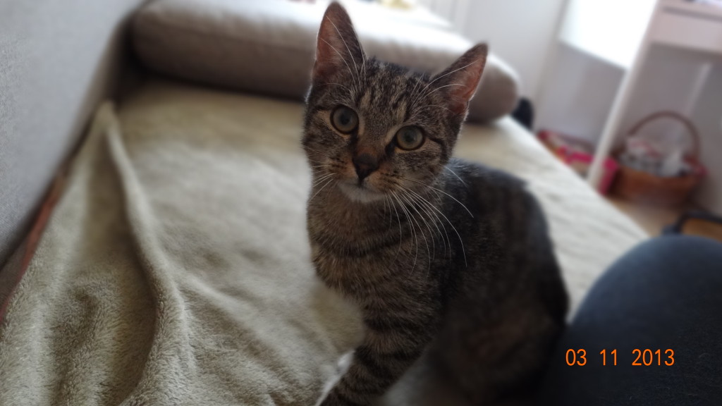 Adoptusie. Kasia - bury tygrysek - już w wymarzonym domu :)