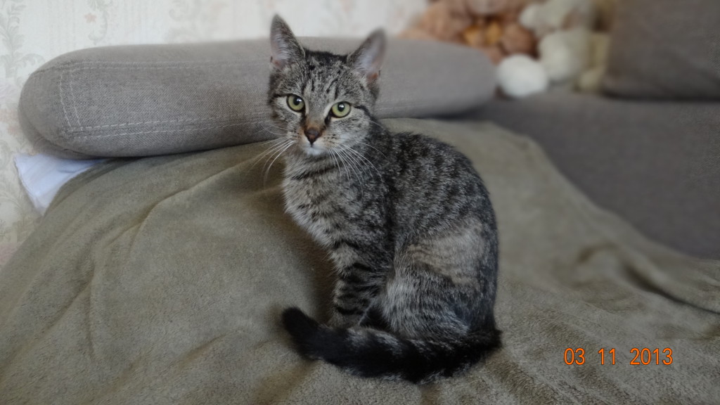 Adoptusie. Kasia - bury tygrysek - już w wymarzonym domu :)