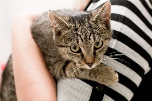 Adoptusie. Kasia - bury tygrysek - już w wymarzonym domu :)