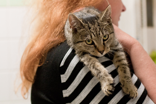 Adoptusie. Kasia - bury tygrysek - już w wymarzonym domu :)