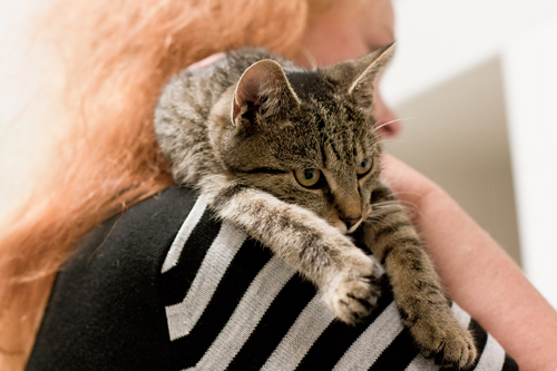 Adoptusie. Kasia - bury tygrysek - już w wymarzonym domu :)