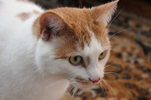 Adoptusie. Tolek - rudy i piękny pilnie szuka domu!