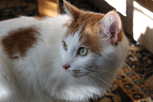 Adoptusie. Tolek - rudy i piękny pilnie szuka domu!
