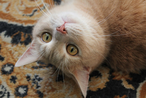 Adoptusie. Tolek - rudy i piękny pilnie szuka domu!