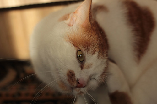 Adoptusie. Tolek - rudy i piękny pilnie szuka domu!